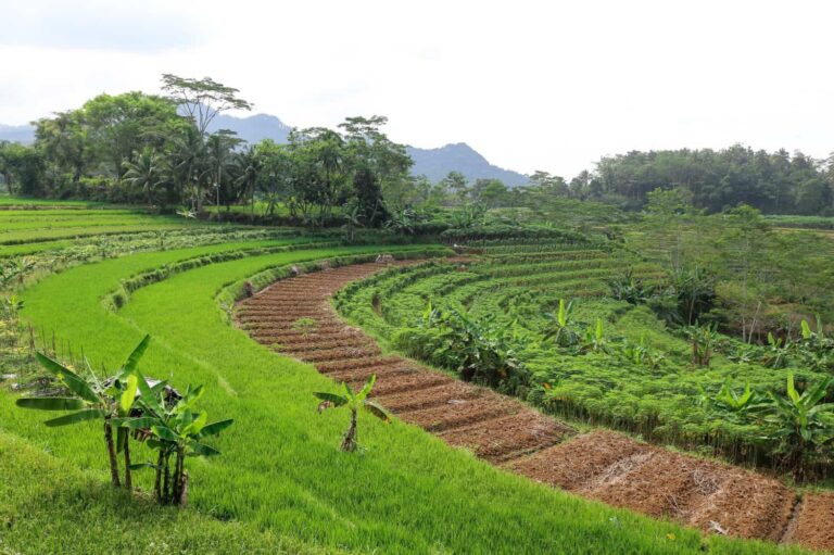 Agricultural Rings - Agro-rings